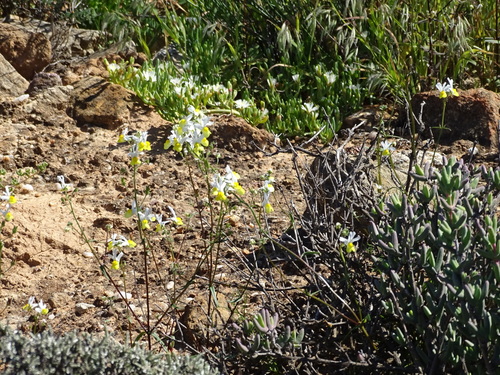 Image of Yellowmouth Lionface (Nemesia anisocarpa) by no rights reserved