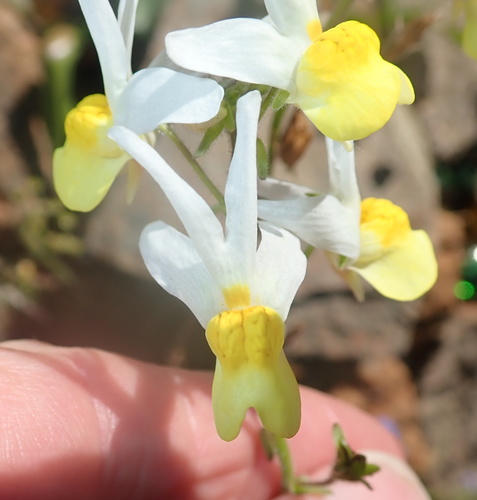 Image of Nemesia anisocarpa by no rights reserved
