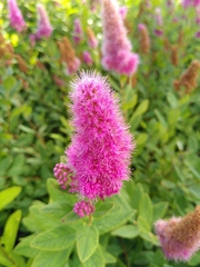 Spiraea × billardii