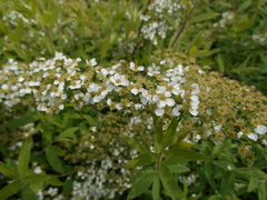 Spiraea cinerea
