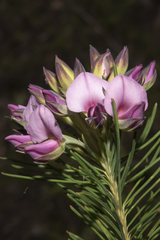 Gompholobium scabrum