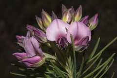 Gompholobium scabrum