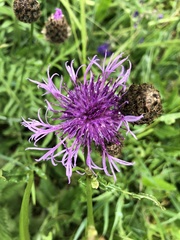 Centaurea scabiosa