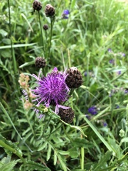 Centaurea scabiosa