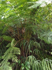Cyathea bicrenata
