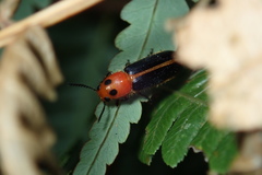 Enopliinae