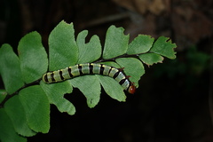Callopistria guttulalis