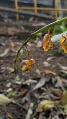 Epidendrum excisum