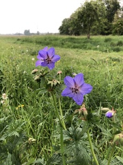 Geranium pratense