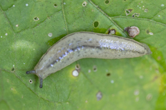 Meghimatium pictum