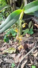 Epidendrum excisum