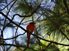 Pericrocotus speciosus