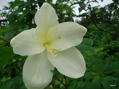 Bauhinia acuminata