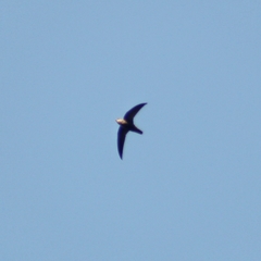 Chaetura meridionalis