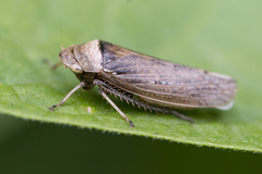 Sordana sordida