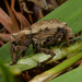 Coxella Weevil - Photo (c) matt-walters, some rights reserved (CC BY-NC-ND), uploaded by matt-walters