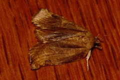 Choristoneura dinota