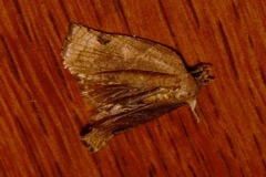 Choristoneura dinota