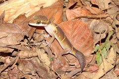 Cyrtodactylus deccanensis