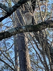 Buteo lineatus