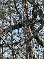 Buteo lineatus