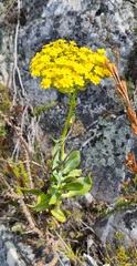 Othonna parviflora