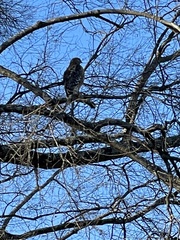 Buteo lineatus