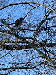 Buteo lineatus
