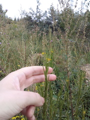 Erysimum marschallianum