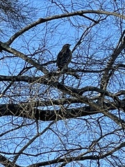 Buteo lineatus