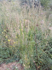 Erysimum marschallianum