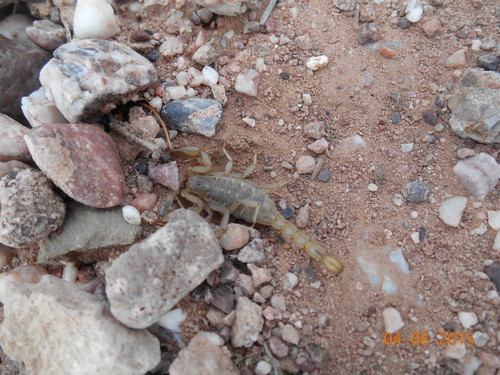 Lesser Stripetail Scorpion