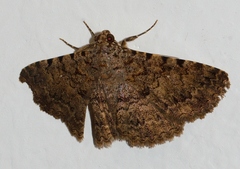 Beriodesma sagulata