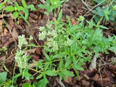 Agathisanthemum bojeri