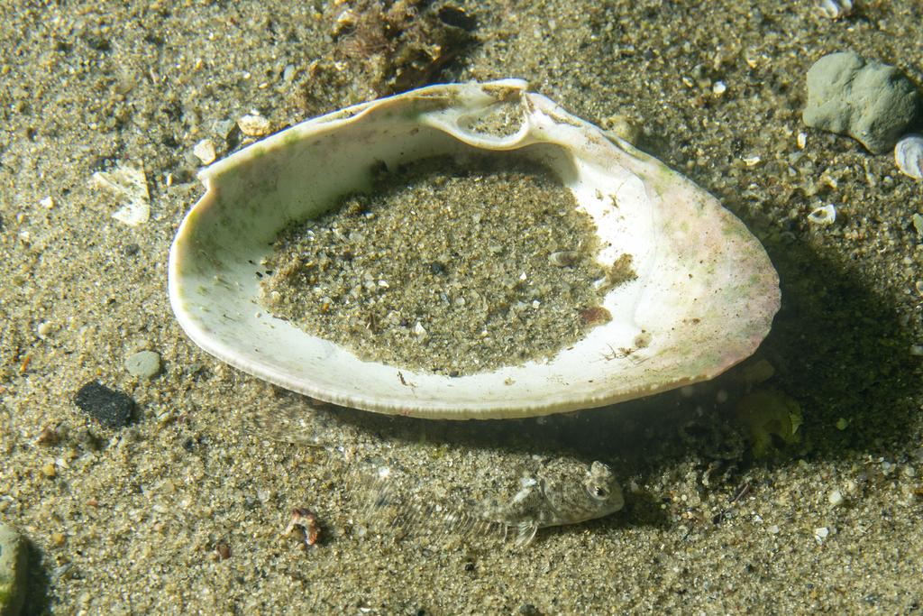 Common dab (Limanda limanda) — Pleuronectidae
