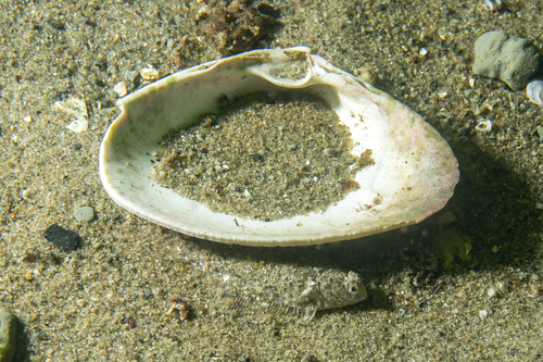 Common dab (Limanda limanda) — Pleuronectidae
