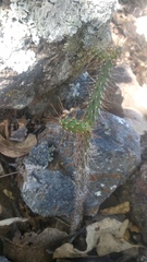 Opuntia pubescens