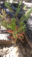 Castilleja auriculata