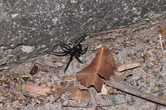 Steatoda cingulata