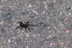 Steatoda cingulata