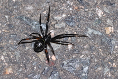 Steatoda cingulata