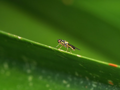 Acanthasargus
