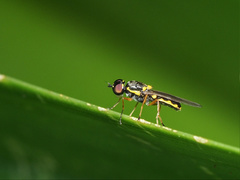 Acanthasargus
