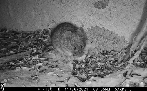 Grey Red-backed Vole, Holmfjell, Tana, Norge, photo 7 of 10