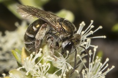 Lipotriches flavoviridis