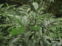 Cryptocarya concinna