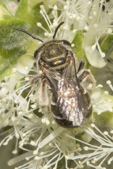 Lipotriches flavoviridis