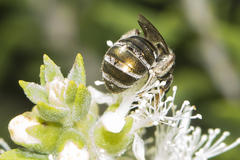 Lipotriches flavoviridis