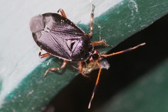 Deraeocoris trifasciatus