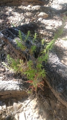 Castilleja auriculata